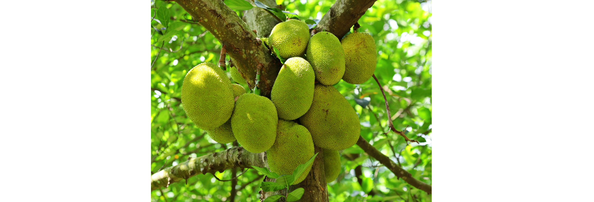 Jackfruit on Tree