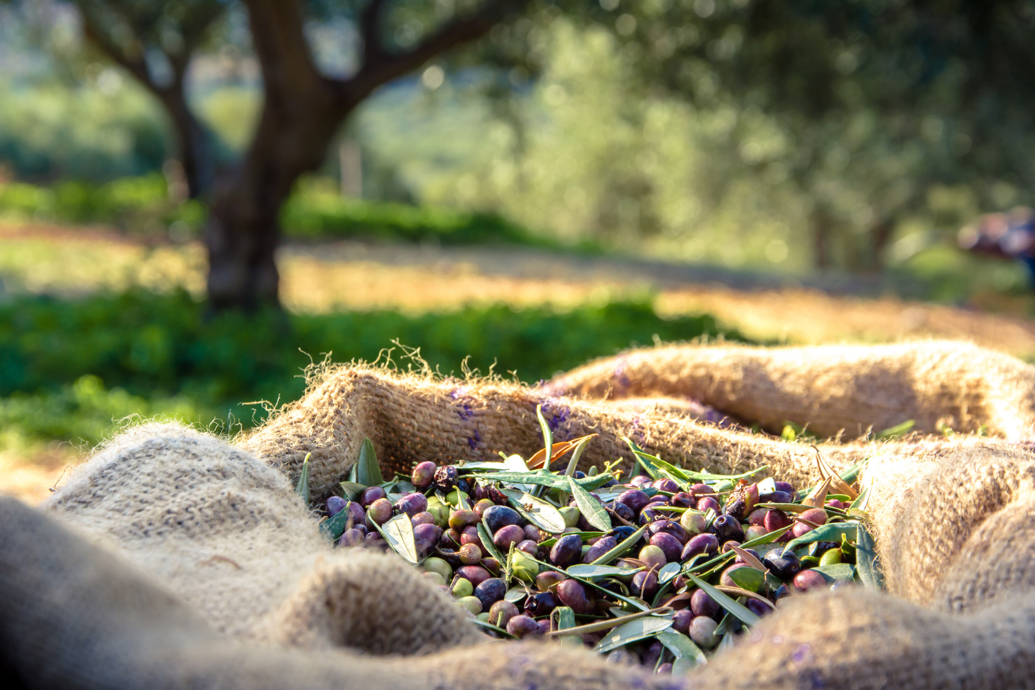 Olive Trees in Greece